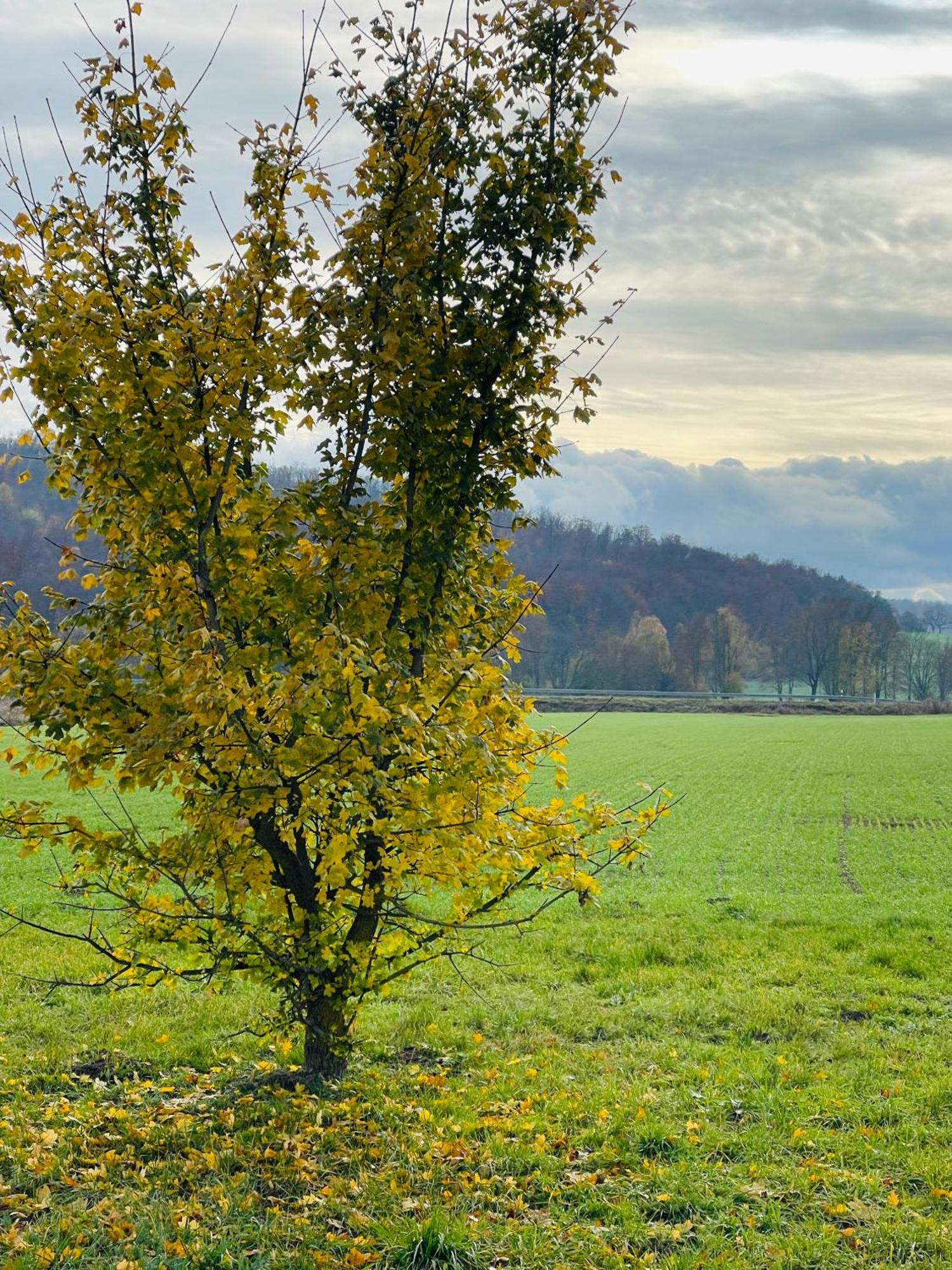 Fewo Uettingen Mitte Exterior foto